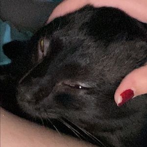 Meet your Posher, Evangeline